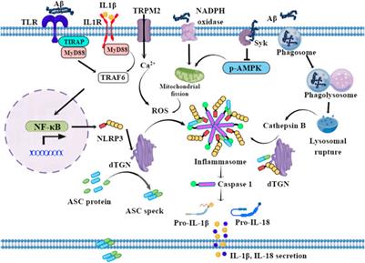 A novel strategy for bioactive natural products targeting NLRP3 inflammasome in Alzheimer’s disease